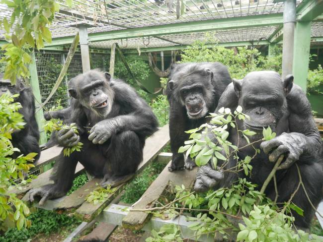Tres chimpancés en un recinto