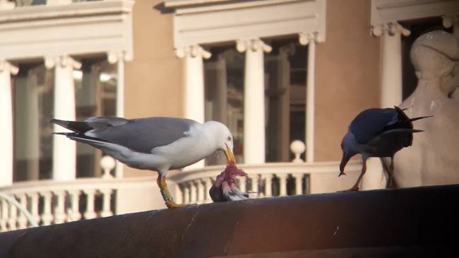 Las gaviotas ayudan a la dispersión de especies de plantas invasoras y nativas 