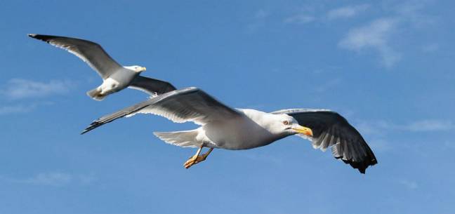 Las gaviotas podrían diseminar genes de resistencia antibiótica 