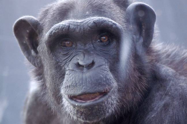 Las hembras de chimpancé consuelan más que los machos