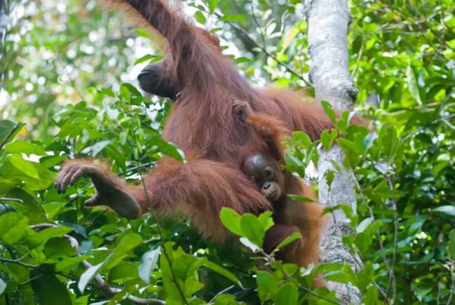 Una cría de orangután de cuatro años es transportada por su madre durante un desplazamiento.