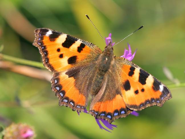 Las mariposas de toda Europa se enfrentan a la crisis con la llegada del cambio climático