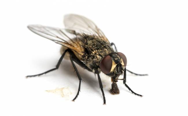 Las moscas necrófagas adultas ayudan a expandir los brotes de botulismo aviar