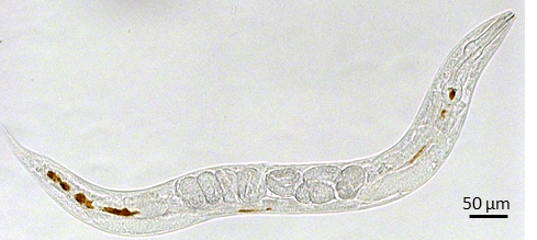 Las nanopartículas de óxido de hierro estresan a las células
