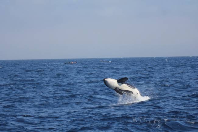 Las orcas del Estrecho avistadas en Portugal