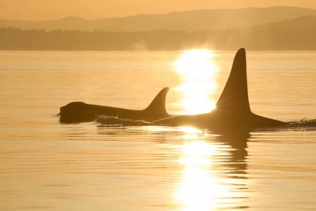 Las orcas hembra son más longevas para cuidar de sus hijos adultos
