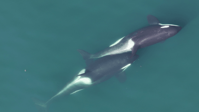 Orcas