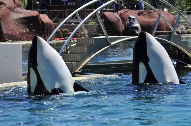 Las orcas tienen una predisposición extraordinaria a imitar