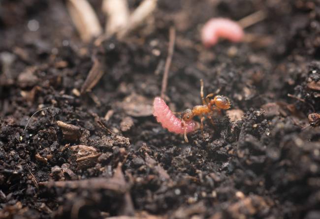 Hormiga transportando una oruga de mariposa