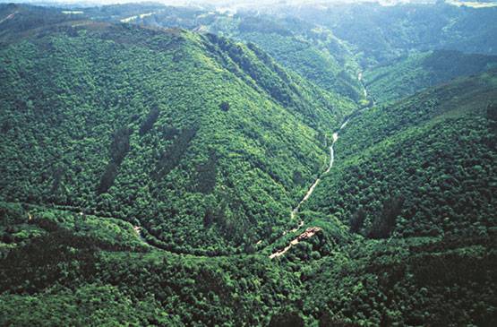 Las plantaciones de eucaliptos amenazan el paisaje gallego