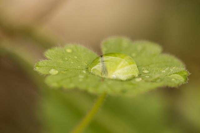 Las plantas optimizan el uso del agua según el ambiente en el que viven