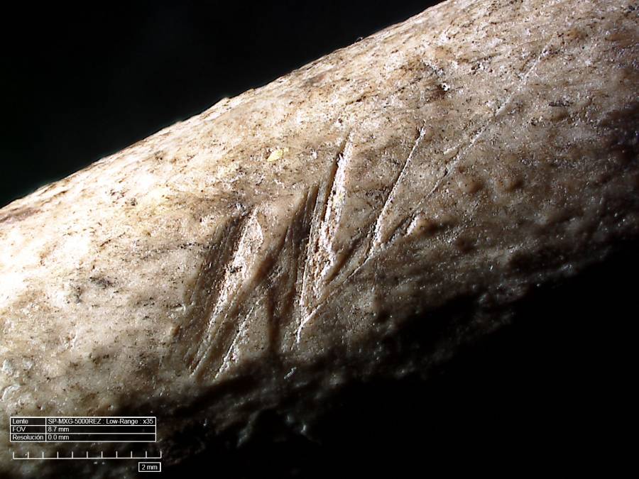 Las plumas de las aves fueron utilizadas hace más de 300.000 años en Oriente Próximo