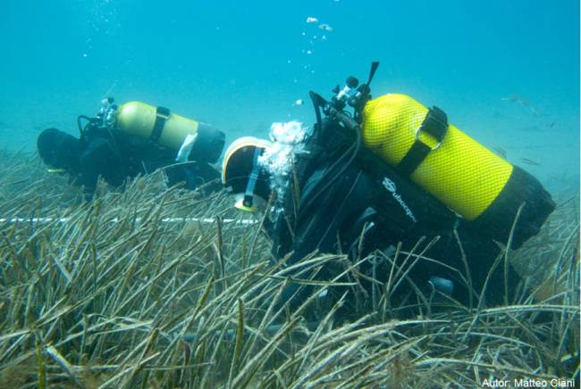 Las praderas de posidonia acreditan el buen estado de las aguas catalanas