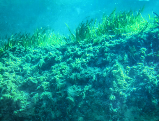 Las praderas marinas arrojan luz sobre la devastación de los ecosistemas costeros