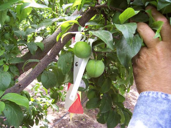 Las propiedades de las ciruelas aumentan si permanecen una semana más en el árbol