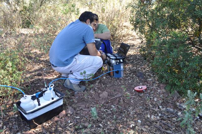Las raíces, tallos y hojas de las plantas se coordinan 