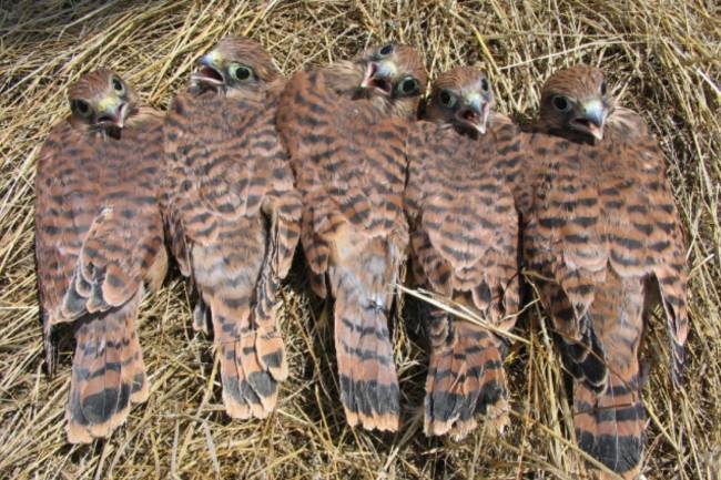 Pollos de cernícalo vulgar Falco Tinnunculus