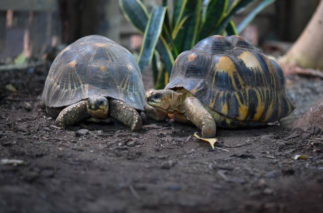 Las tortugas, un modelo para estudiar el envejecimiento y prevenir el cáncer