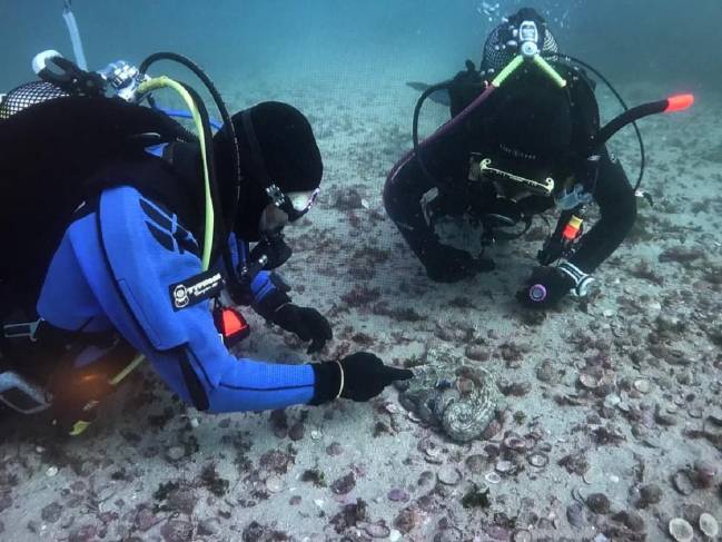 Liberan al mar pulpos nacidos en cautividad y salvajes para estudiar su comportamiento