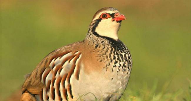 Liberar perdices de granja perjudica a las silvestres 