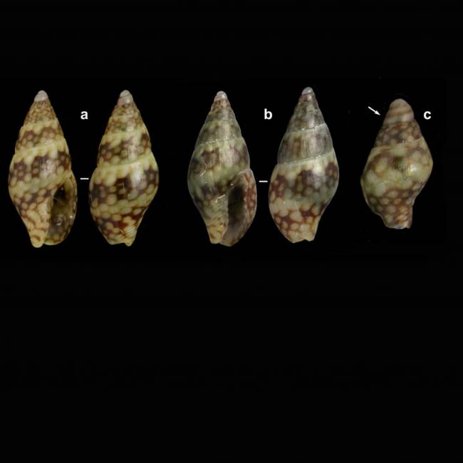 Llega al Mediterráneo un caracol marino del Atlántico tropical
