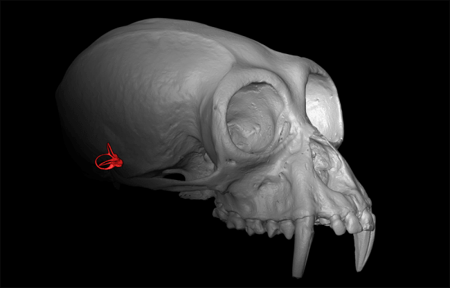 Lo que esconde el oído interno sobre el parentesco entre simios y humanos