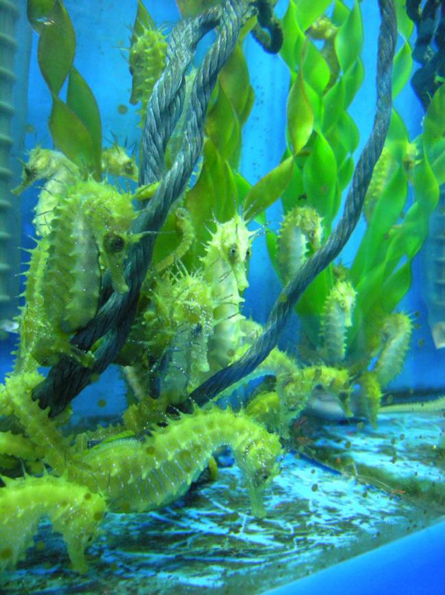 Logran supervivencias del 80% en caballitos de mar europeos criados en cautividad