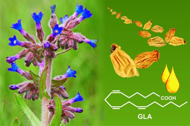 Los aceites de dos especies de plantas de Andalucía tienen altos niveles de omega-3 y omega-6