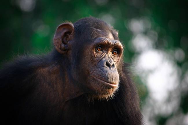 Los animales con cerebro más grande tienen mayor capacidad de autocontrol 