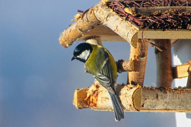 Los animales no logran adaptarse a la velocidad del cambio climático 