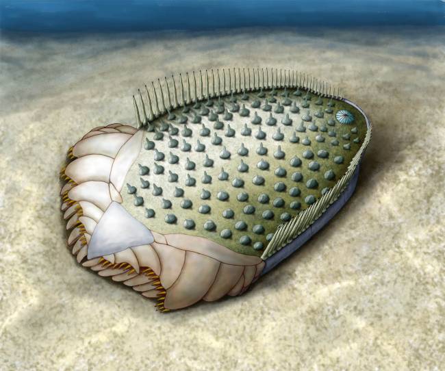 Los antepasados más remotos de las estrellas de mar tenían simetría bilateral, como los humanos