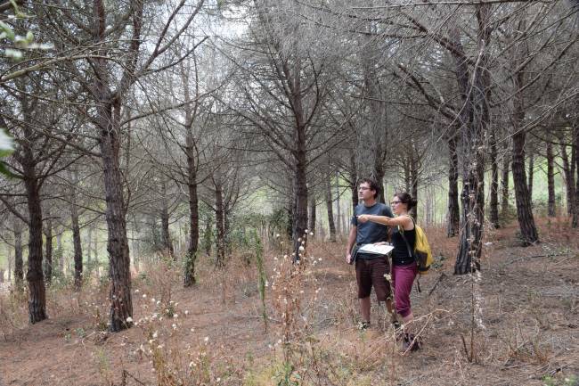 Los árboles de madera poco densa y hojas delgadas mueren de sed antes