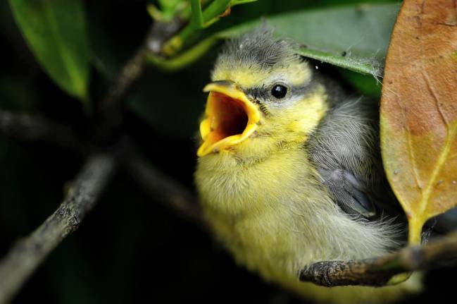 Los árboles envían señales de auxilio a las aves cuando los insectos les atacan