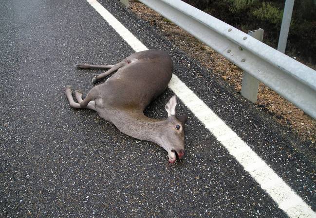 Los atropellos de animales se incrementan en otoño
