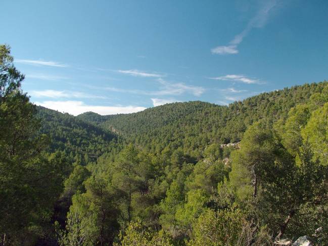 Los beneficios de los bosques mediterráneos, en peligro si la temperatura global sube más de 2 ºC