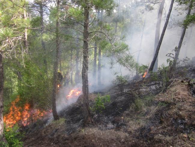 Los bomberos, factor determinante en el régimen actual de incendios forestales en Cataluña