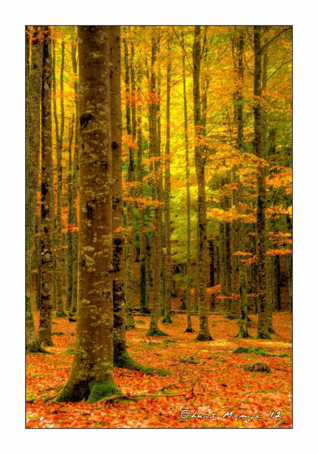 Los bosques con diversidad de especies son más rentables