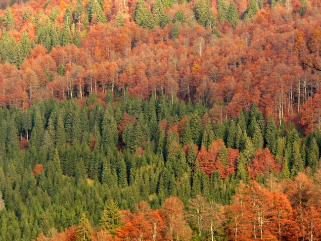 Los bosques mixtos pueden crecer más al ser complementarios 
