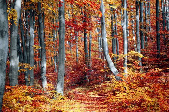 Los bosques retienen el carbono cada vez durante menos tiempo