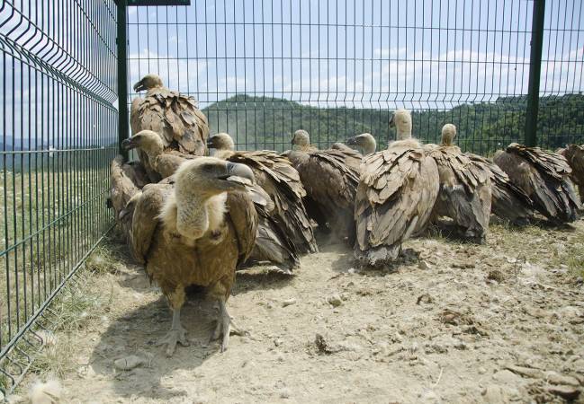 Los buitres leonados se exponen a altas concentraciones de plomo a través de la dieta 