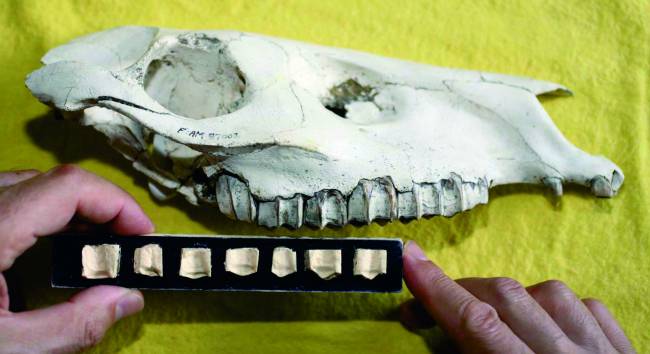 Los cambios climáticos del pasado modificaron los dientes de los caballos 