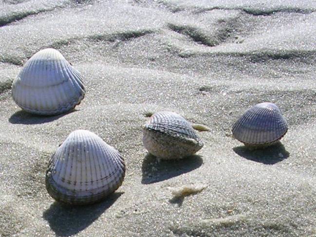 Los cánceres contagiosos se propagan entre especies de moluscos