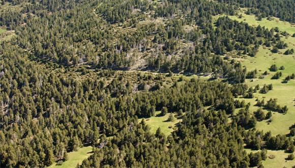 Los científicos estudian el lenguaje químico de las plantas desde el cielo