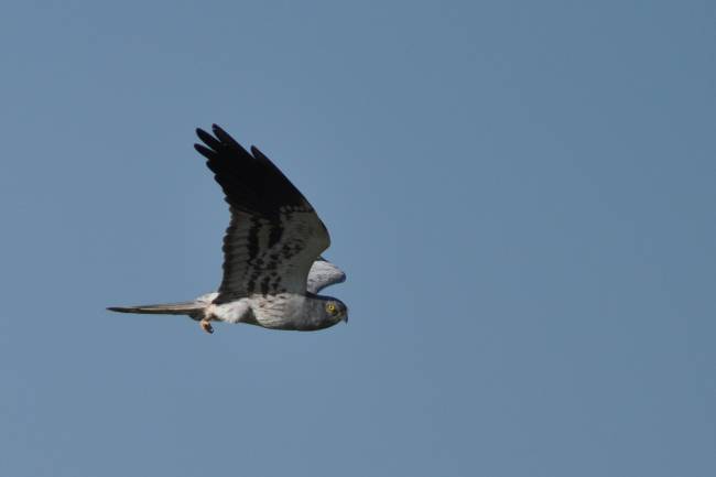 Los ciudadanos alertan sobre la ineficacia de algunas medidas de conservación del aguilucho cenizo