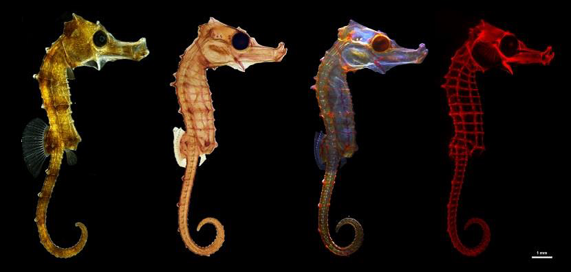 Los colores del caballito de mar, ganadores del concurso FOTCIENCIA