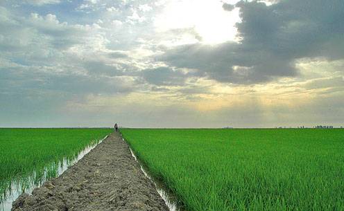 Los contaminantes de la agricultura amenazan Doñana