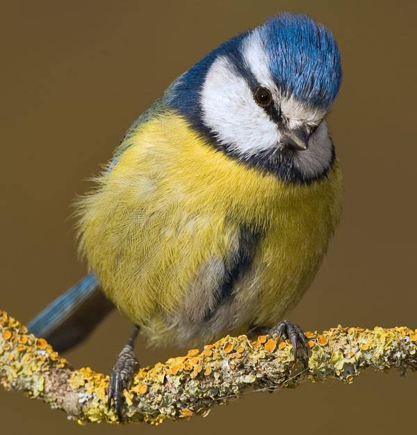 Los costes de la reproducción aceleran el envejecimiento de las aves