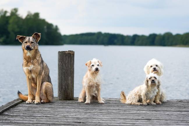 perros