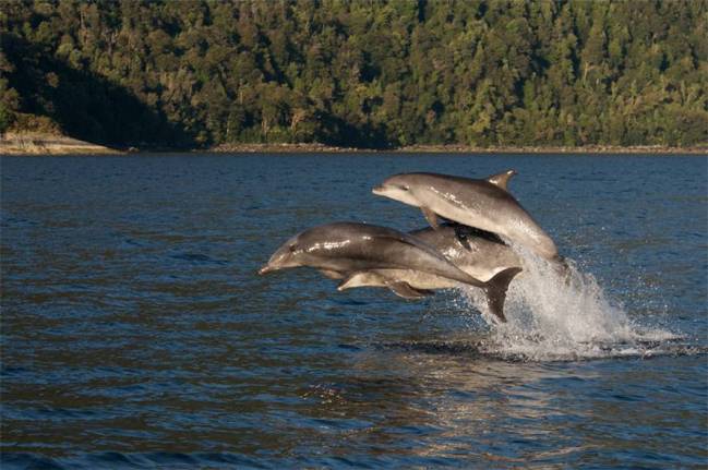 Los delfines mulares viajan hasta aguas australes