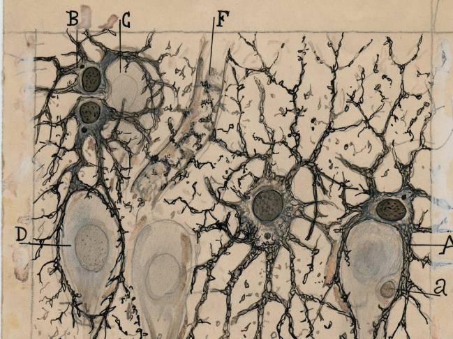 Los dibujos de Cajal, de gira por Norteamérica
